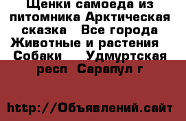 Щенки самоеда из питомника Арктическая сказка - Все города Животные и растения » Собаки   . Удмуртская респ.,Сарапул г.